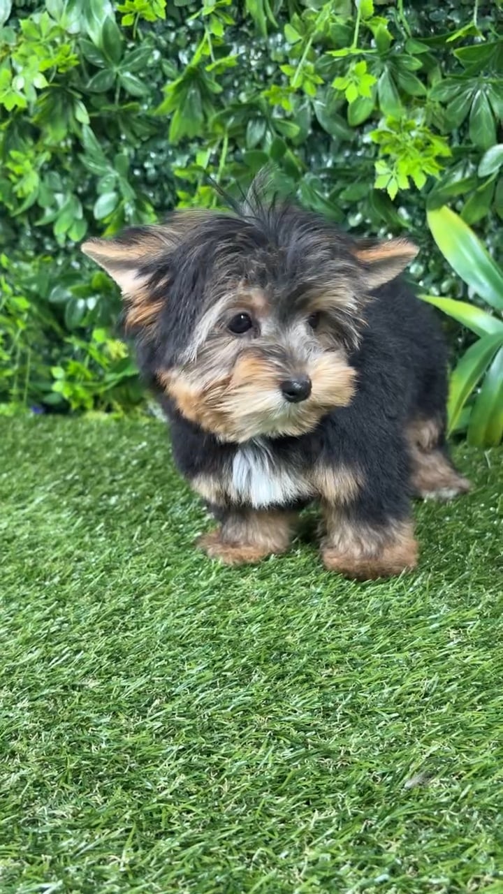 Male Yorkie puppy named Nemo for sale at Puppy Dreams - Katy. video thumbnail