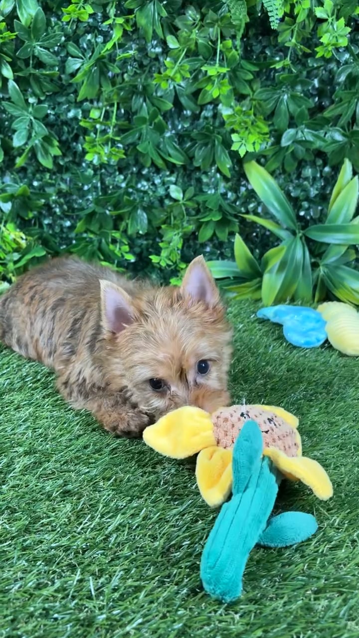 Female Yorkie puppy named Leila for sale at Puppy Dreams - Katy. video thumbnail