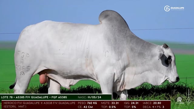 Lote 78