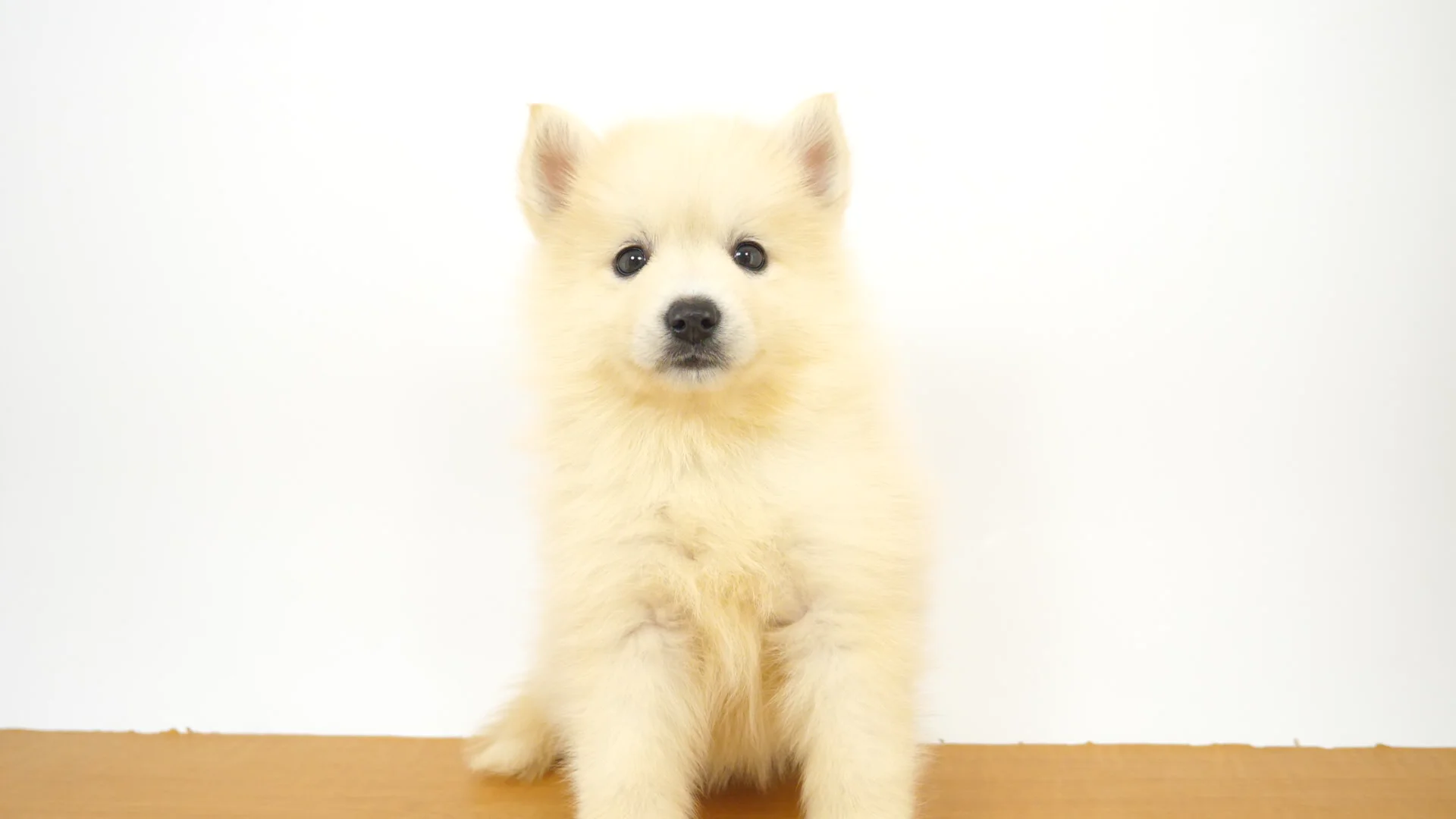 ハーフ犬（ポンスキー） クリーム 女の子 目黒店 2026071306504