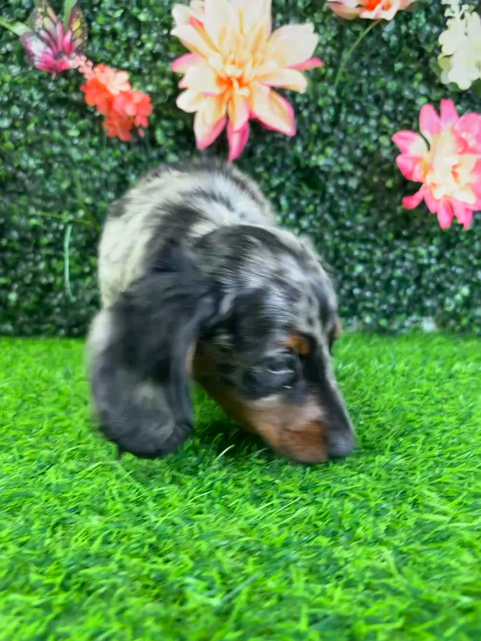 Male Dachshund puppy named Midnight for sale at Puppy Dreams - Wichita West. video thumbnail
