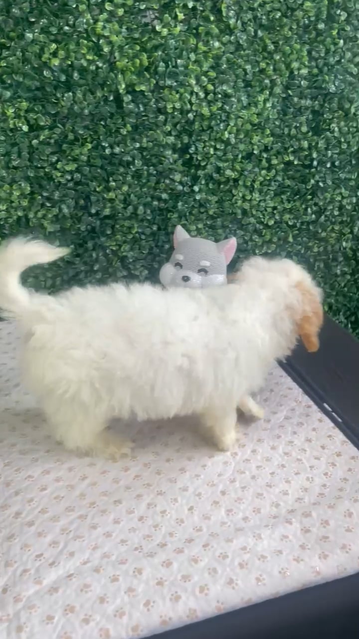 Male Havapoo puppy named Andy for sale at Puppy Dreams - West Little Rock. video thumbnail