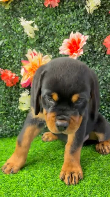 Female Rottweiler puppy named Lillith for sale at Puppy Dreams - Wichita West. video thumbnail