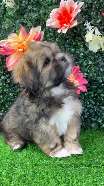 Male Shih Tzu puppy named Benedict for sale at Puppy Dreams - Wichita West. video thumbnail