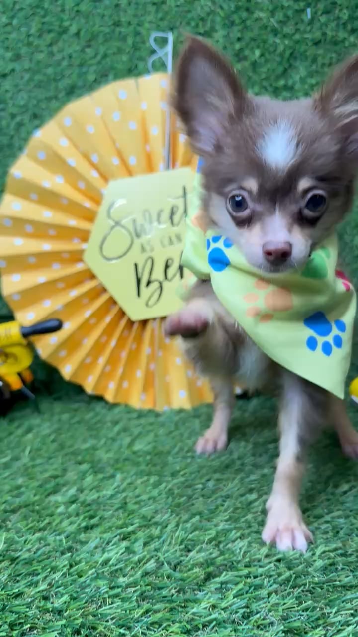 Male Chihuahua puppy named Churro for sale at Puppy Dreams - Idaho. video thumbnail