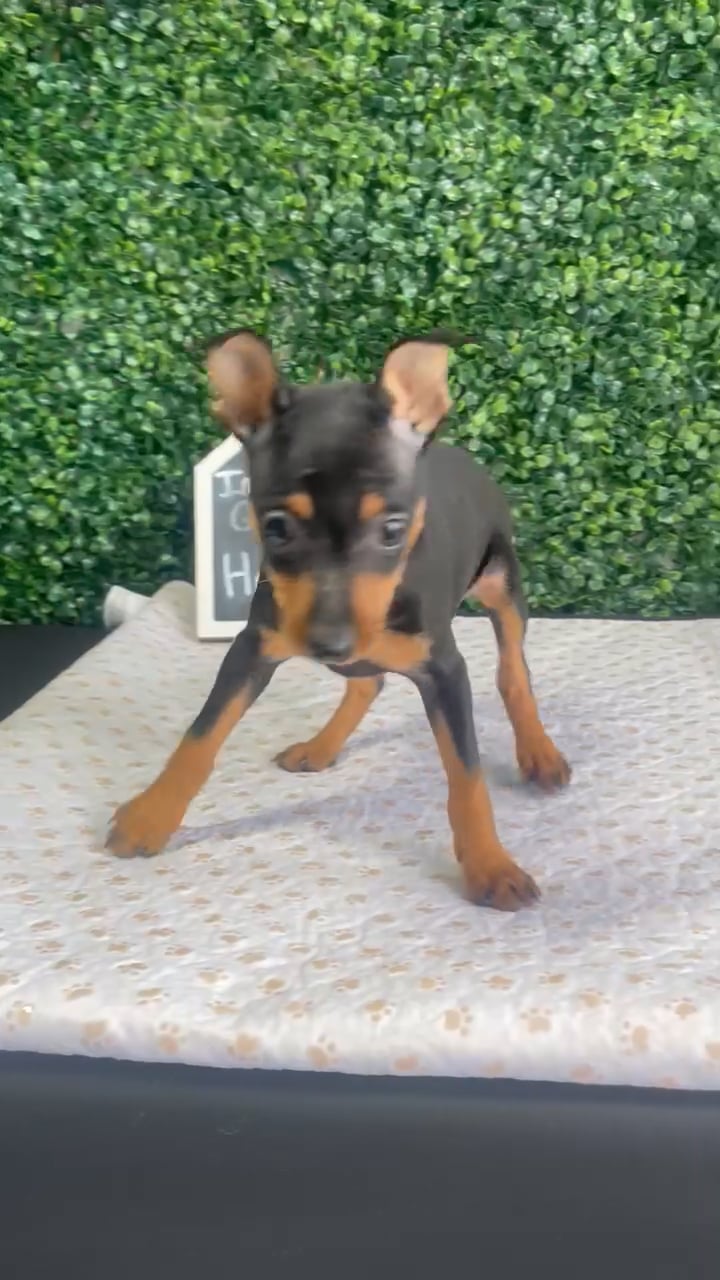 Female Min Pin puppy named Peggy for sale at Puppy Dreams - West Little Rock. video thumbnail