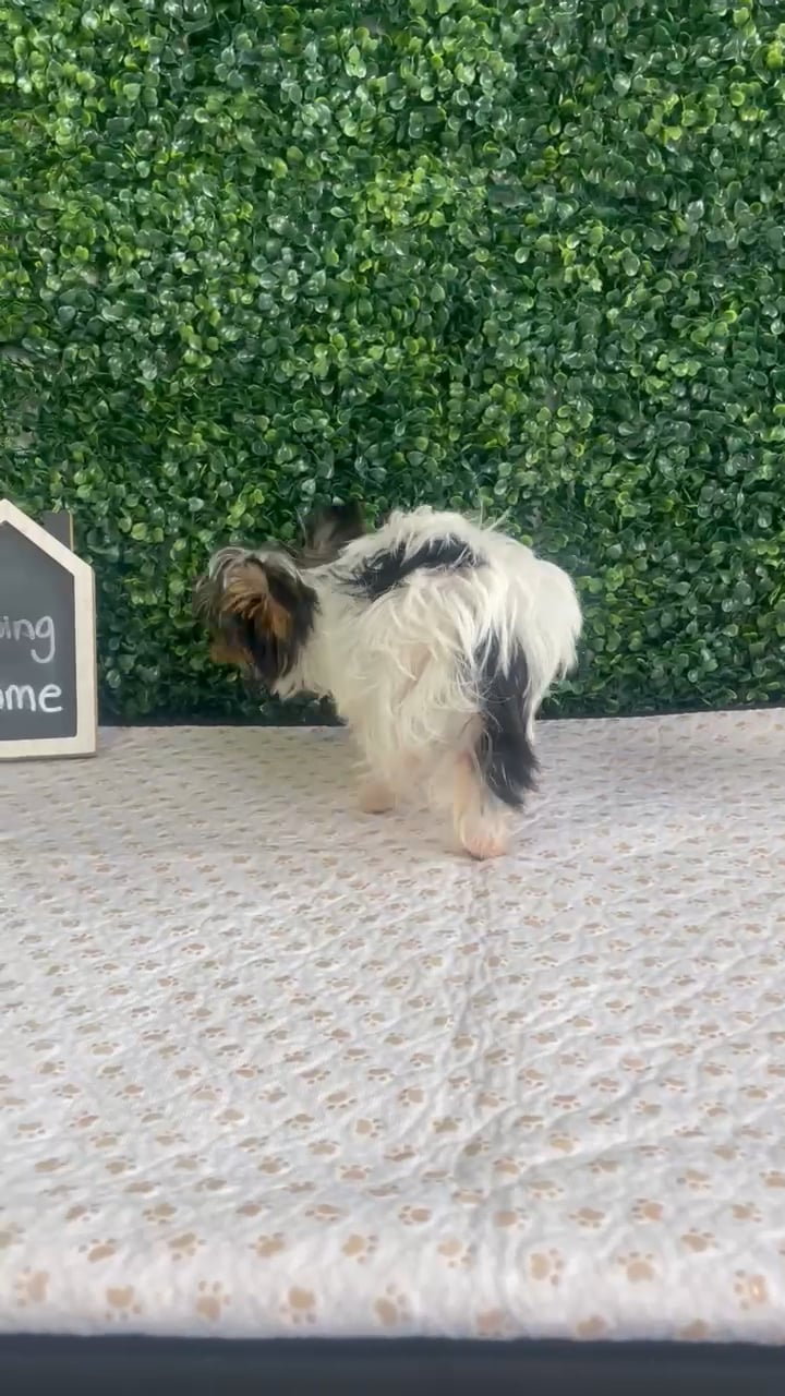 Male Yorkie puppy named Barney for sale at Puppy Dreams - West Little Rock. video thumbnail