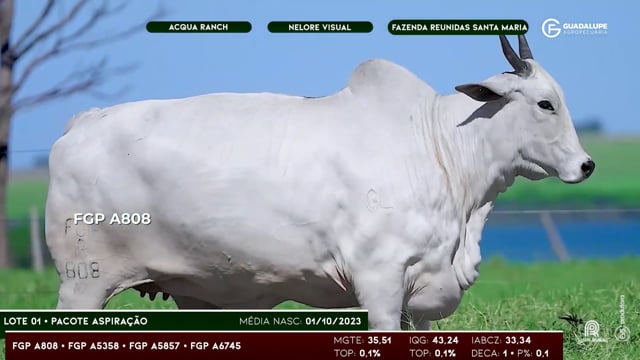Lote 01