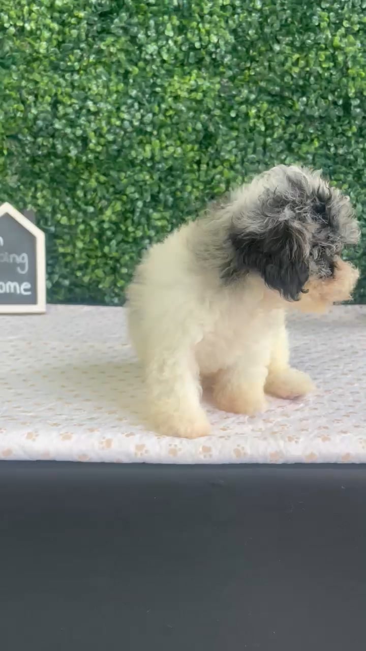 Male Mini Poodle puppy named Otis for sale at Puppy Dreams - West Little Rock. video thumbnail