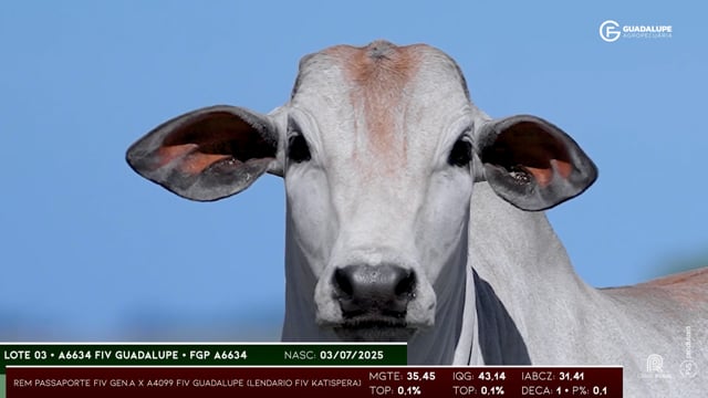 Lote 03
