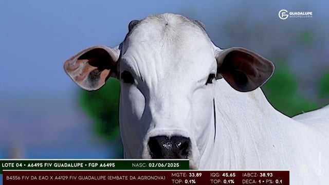 Lote 04