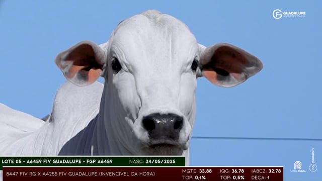 Lote 05