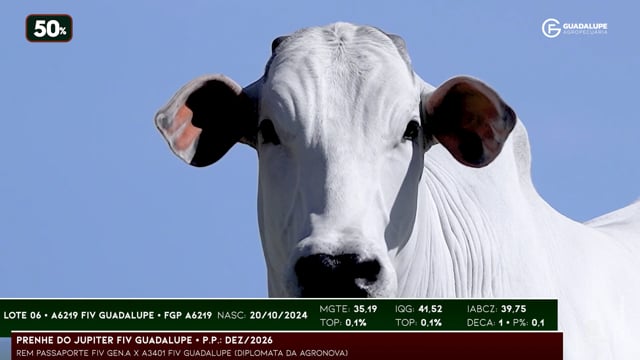 Lote 06