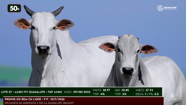 Lote 07