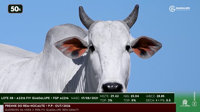 Lote 08