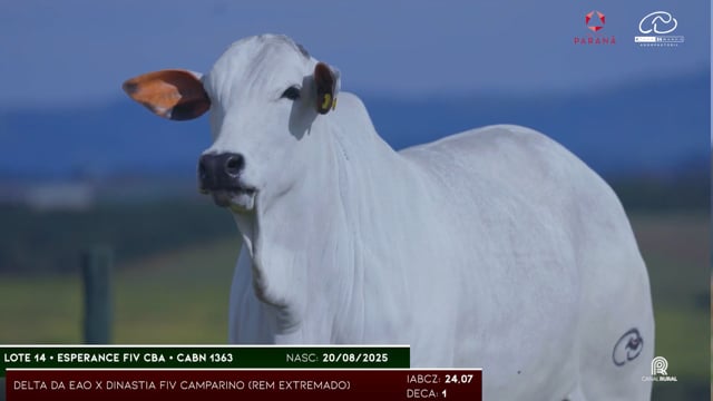 Lote 14