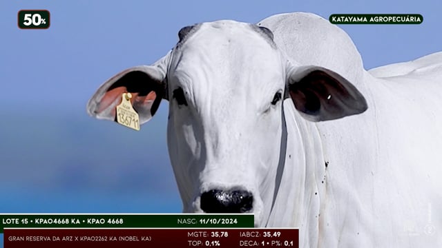 Lote 15
