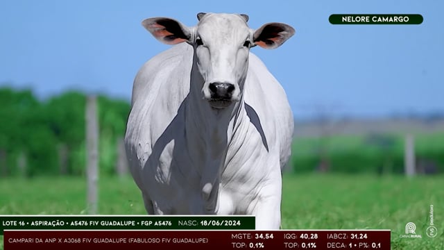 Lote 16