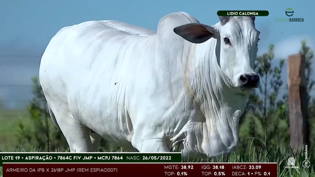 Lote 19