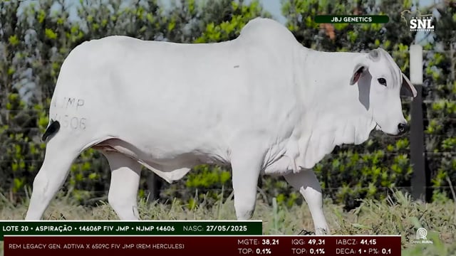 Lote 20