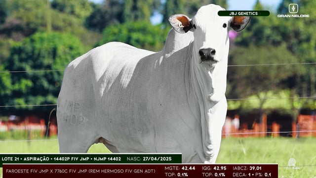 Lote 21