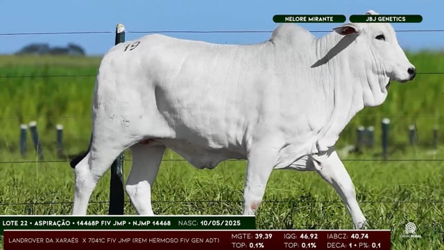 Lote 22