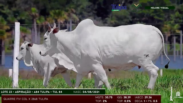 Lote 23