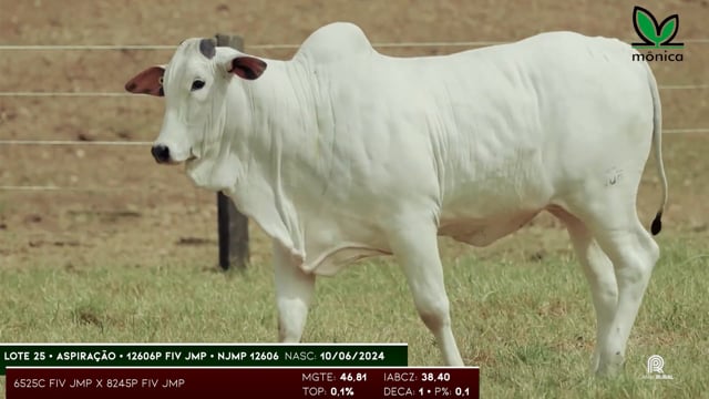 Lote 25