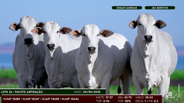 Lote 26