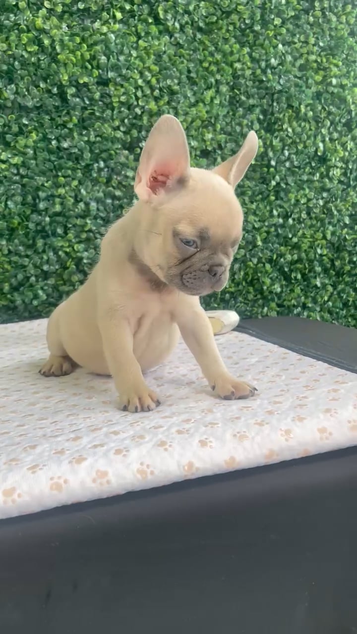 Female French Bulldog puppy named Sarah for sale at Puppy Dreams - West Little Rock. video thumbnail