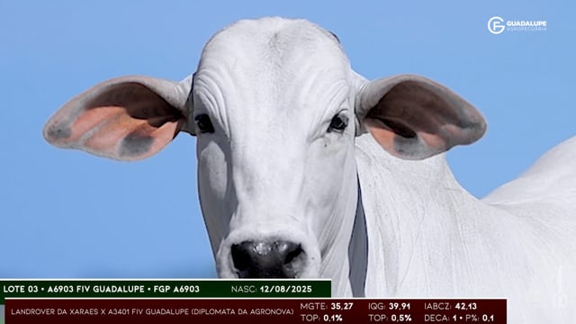 Lote 03