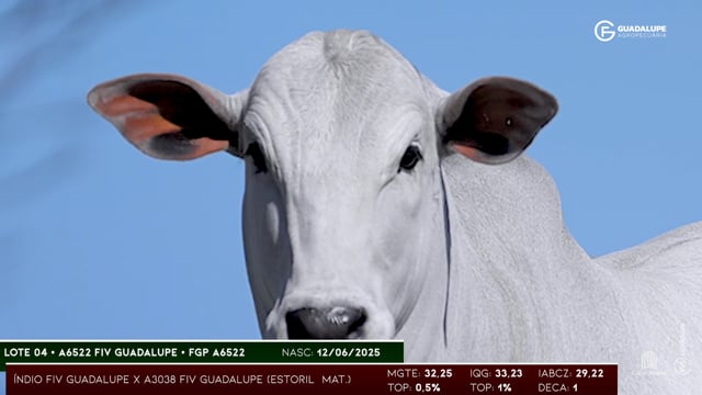 Lote 04