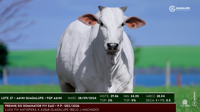 Lote 27