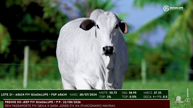 Lote 21