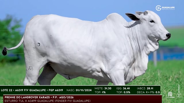 Lote 22