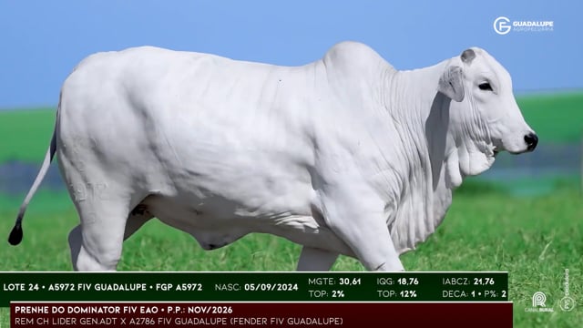 Lote 24