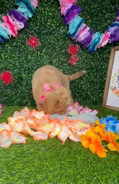 Female Mini Goldendoodle puppy named *River* for sale at Puppy Dreams - Mansfield. video thumbnail