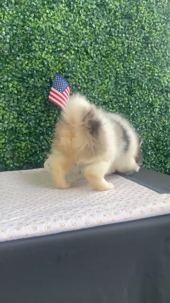 Female 2Nd Gen Pomsky puppy named Juanita for sale at Puppy Dreams - West Little Rock. video thumbnail