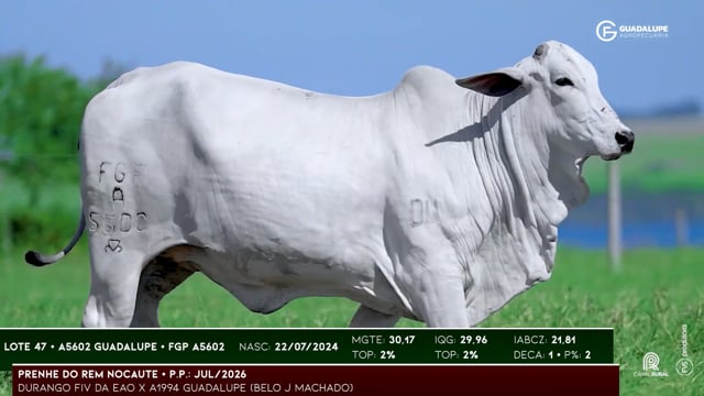 Lote 47