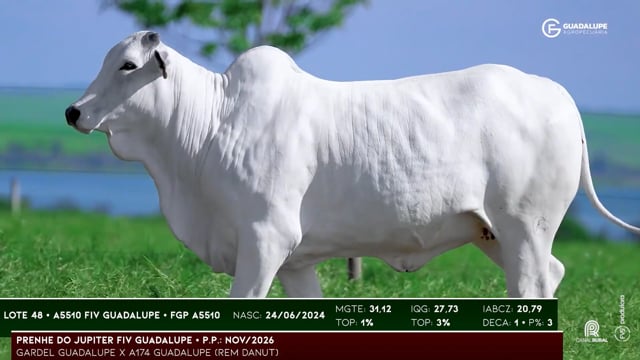 Lote 48