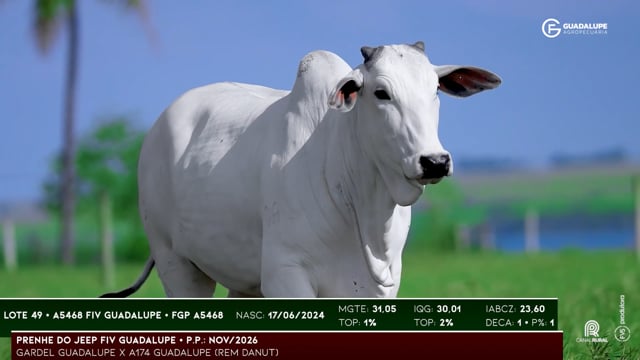 Lote 49