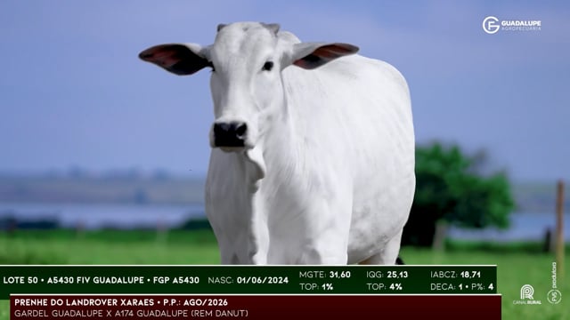 Lote 50