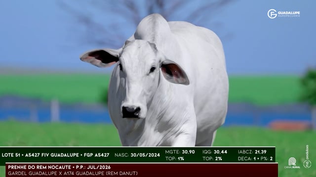Lote 51