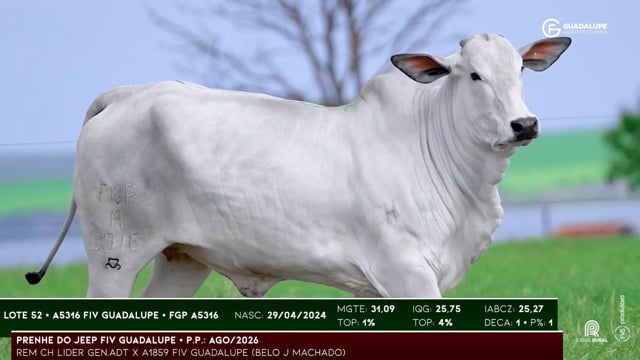 Lote 52