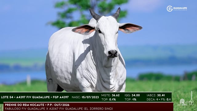 Lote 54