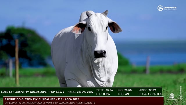 Lote 56