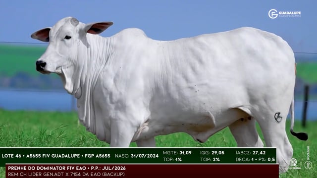 Lote 46