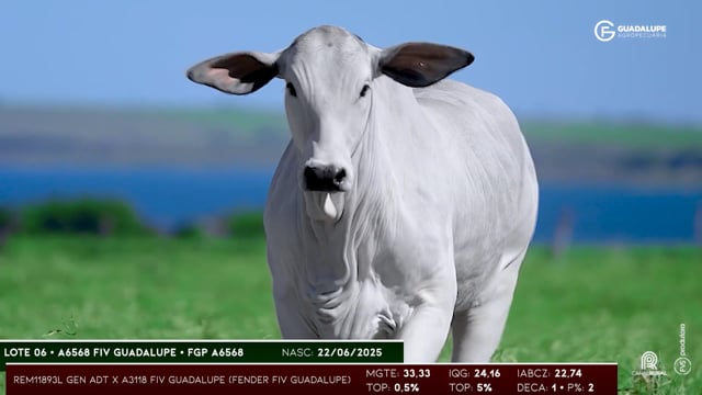 Lote 06