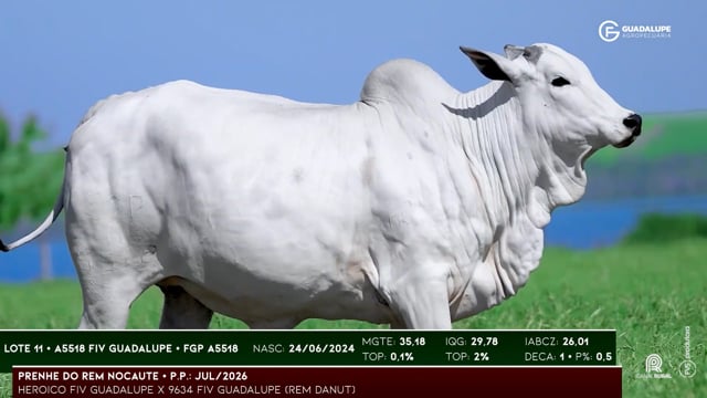 Lote 11