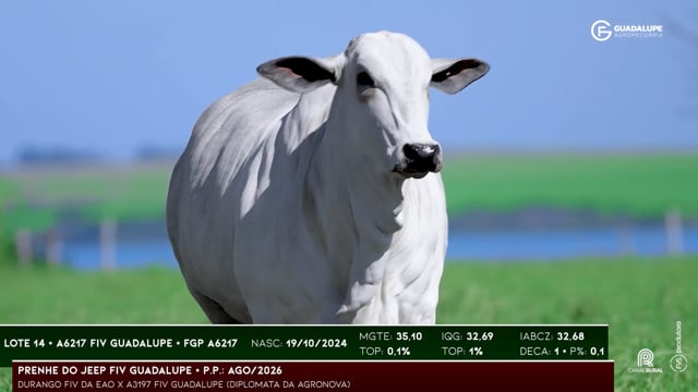 Lote 14